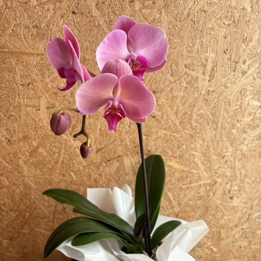 Orchid Plant