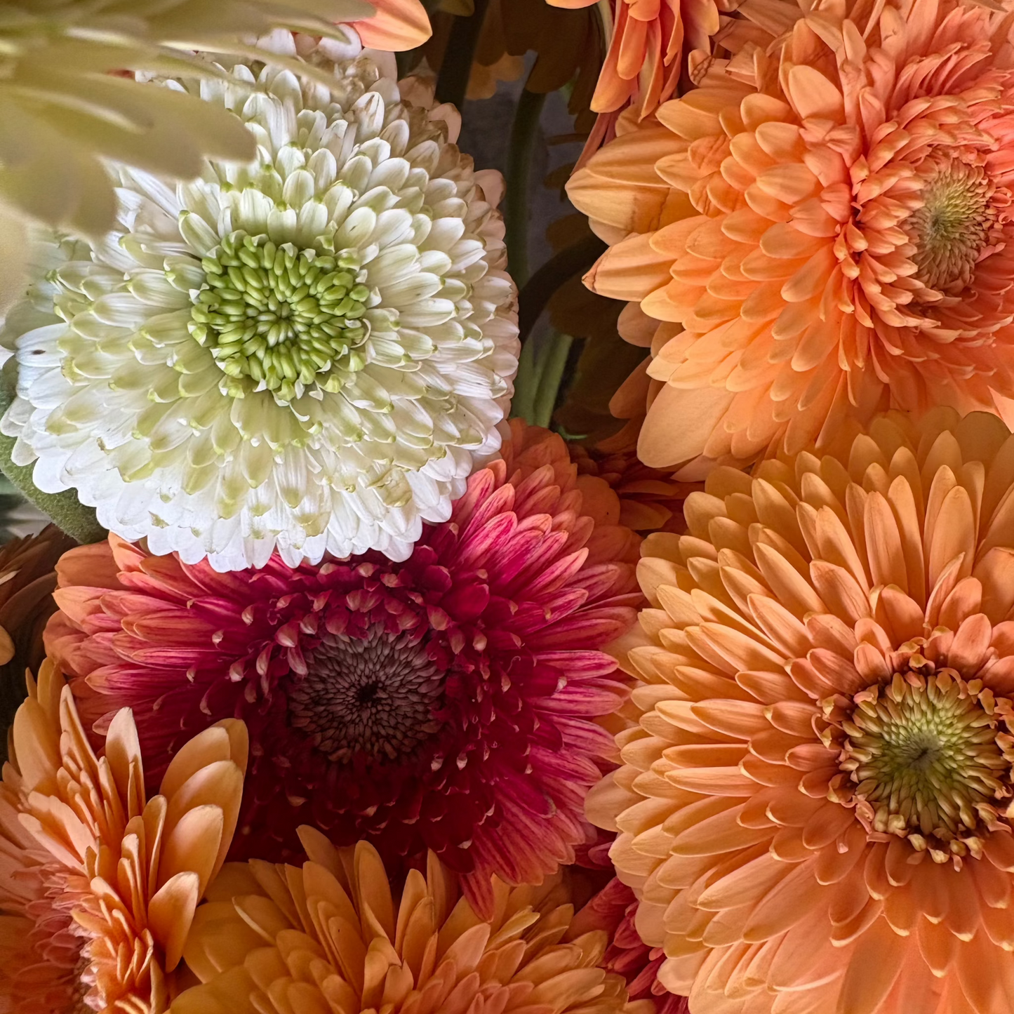 Posies